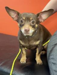Shelter Stray Female Dog last seen Near BLOCK GLADSTONE AVE, 3528 Newburg Rd, Louisville, KY 40218, USA