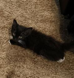 Shelter Stray Female Cat last seen PINEDALE AVE & COPPERSMITH AVE, 2127 Front St, Sacramento, CA 95818, USA