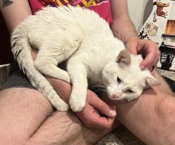 Found/Stray Male Cat last seen Near University Ave W, St Paul, MN 55104, Saint Paul, MN 55104