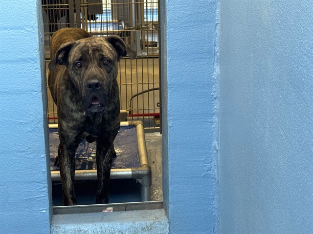 Shelter Stray Male Dog last seen , 11258 Garfield Ave, Downey, CA 90242, USA
