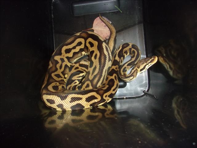 Shelter Stray Male Other last seen , 14409 Vanowen St, Van Nuys, CA 91405, USA
