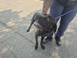 Shelter Stray Female Dog last seen Near BLOCK TULLER ST, DETROIT, MI 48238, 7401 Chrysler Dr, Detroit, MI 48211, USA