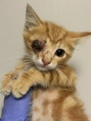 Shelter Stray Male Cat last seen LAS, 3599 NW 79th Ave, Doral, FL 33122, USA