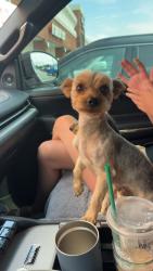 Reunited Male Dog last seen County Line, 122nd & Hefner Rd, Oklahoma City, OK 73162