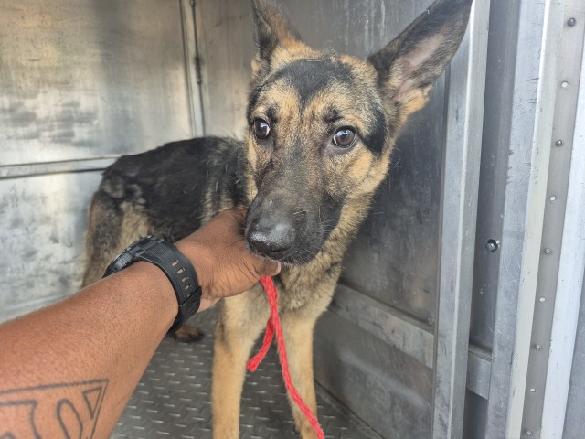Shelter Stray Female Dog last seen Near BLOCK TULLER ST, DETROIT, MI 48238, 7401 Chrysler Dr, Detroit, MI 48211, USA