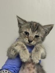 Shelter Stray Female Cat last seen LAS, 3599 NW 79th Ave, Doral, FL 33122, USA