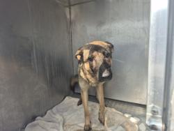 Shelter Stray Female Dog last seen Near BLOCK TULLER ST, DETROIT, MI 48238, 7401 Chrysler Dr, Detroit, MI 48211, USA