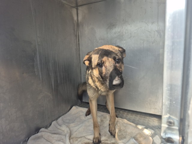 Shelter Stray Female Dog last seen Near BLOCK TULLER ST, DETROIT, MI 48238, 7401 Chrysler Dr, Detroit, MI 48211, USA