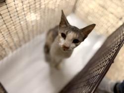 Shelter Stray Female Cat last seen Near BLOCK SE 15 CT, 3599 NW 79th Ave, Doral, FL 33122, USA