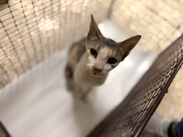 Shelter Stray Female Cat last seen Near BLOCK SE 15 CT, 3599 NW 79th Ave, Doral, FL 33122, USA