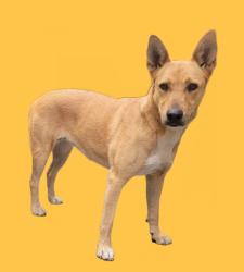 Shelter Stray Female Dog last seen , 3201 Lacy St, Los Angeles, CA 90031, USA