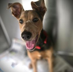 Shelter Stray Female Dog last seen , 3201 Lacy St, Los Angeles, CA 90031, USA