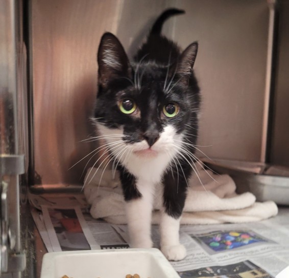 Shelter Stray Female Cat last seen , 3201 Lacy St, Los Angeles, CA 90031, USA