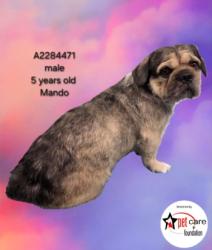 Shelter Stray Male Dog last seen , 3201 Lacy St, Los Angeles, CA 90031, USA
