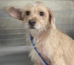 Shelter Stray Female Dog last seen , 3201 Lacy St, Los Angeles, CA 90031, USA