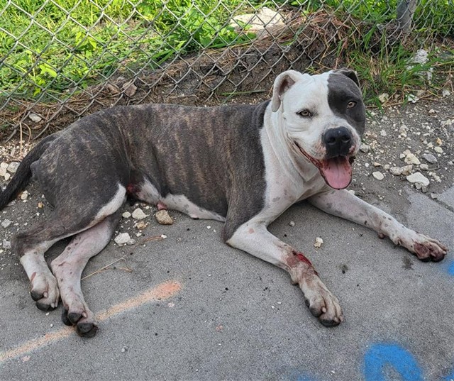 Shelter Stray Female Dog last seen W POPULAR AND N COLORADO, 4710 TX-151, San Antonio, TX 78227, USA