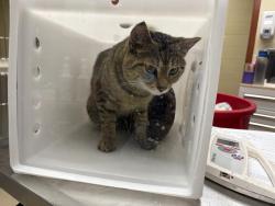 Shelter Stray Male Cat last seen Near BLOCK N 78TH ST, 3839 W Burnham St, West Milwaukee, WI 53215, USA