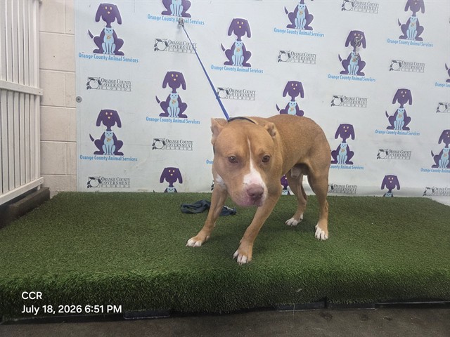 Shelter Stray Male Dog last seen , 2769 Conroy Rd, Orlando, FL 32839, USA