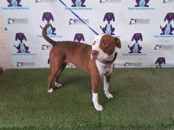 Shelter Stray Male Dog last seen , 2769 Conroy Rd, Orlando, FL 32839, USA
