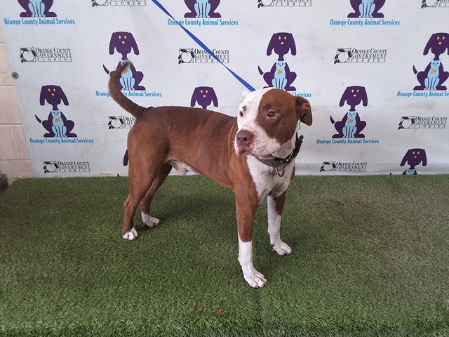 Shelter Stray Male Dog last seen , 2769 Conroy Rd, Orlando, FL 32839, USA
