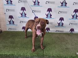 Shelter Stray Male Dog last seen , 2769 Conroy Rd, Orlando, FL 32839, USA