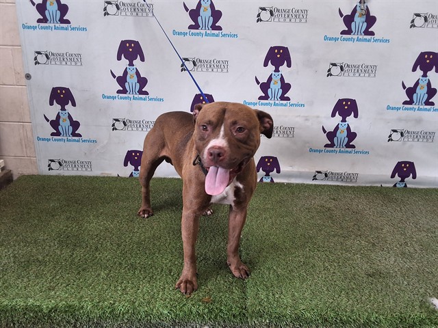 Shelter Stray Male Dog last seen , 2769 Conroy Rd, Orlando, FL 32839, USA