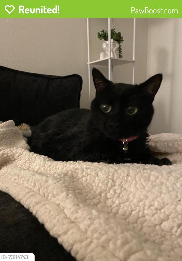 Reunited Female Cat last seen Pepper dr and Cajon av, El Cajon, CA 92021