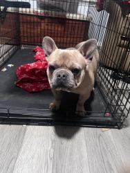 Reunited Male Dog last seen Near Cider Mill Ln, Yukon, OK 73099