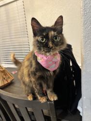 Lost Female Cat last seen Scott, shelby circle. Colonial lane, Houston, TX 77051