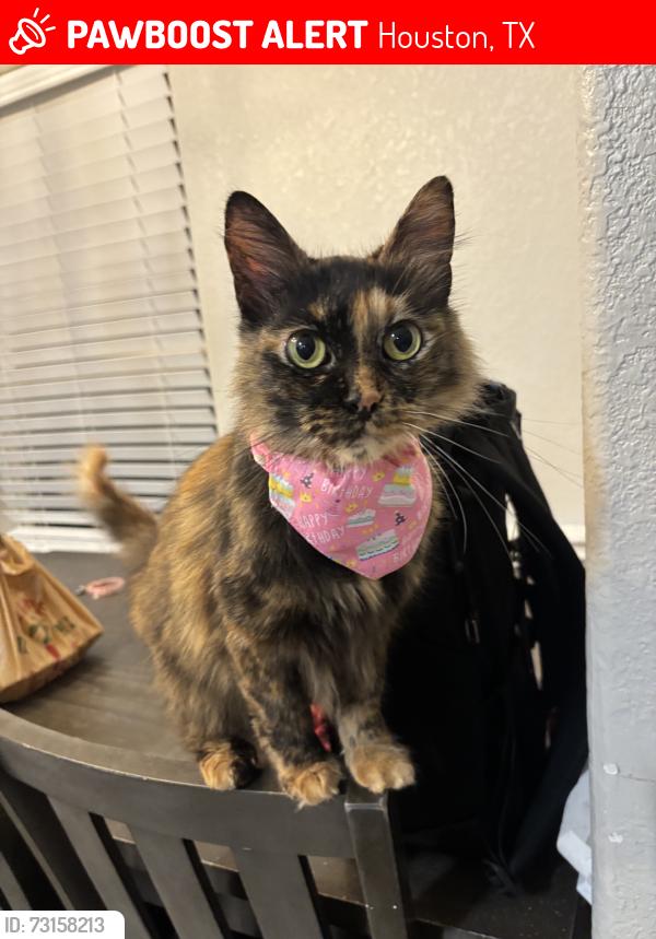 Lost Female Cat last seen Scott, shelby circle. Colonial lane, Houston, TX 77051