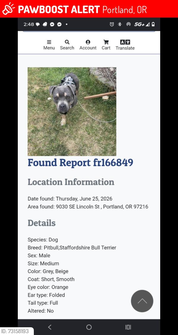Lost Male Dog last seen 92nd & division, Portland, OR 97216