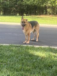 Found/Stray Male Dog last seen Croft Drive and Burroughs Court, Lake Norman of Catawba, NC 28673