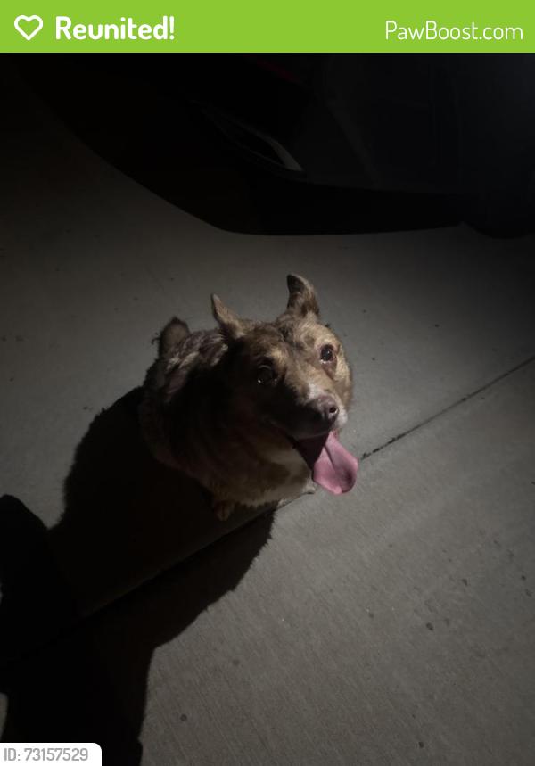 Reunited Unknown Dog last seen Neighborhood past cinemark, El Paso, TX 79938