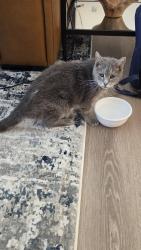 Found/Stray Unknown Cat last seen Welden Park apmts, Kernersville, NC 27284