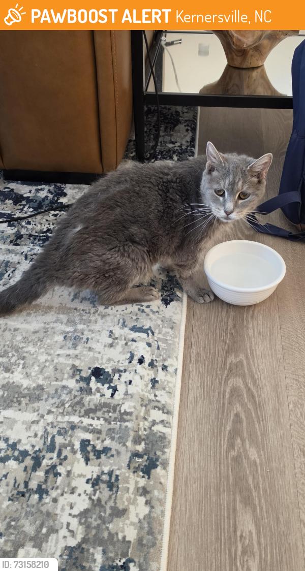 Found/Stray Unknown Cat last seen Welden Park apmts, Kernersville, NC 27284