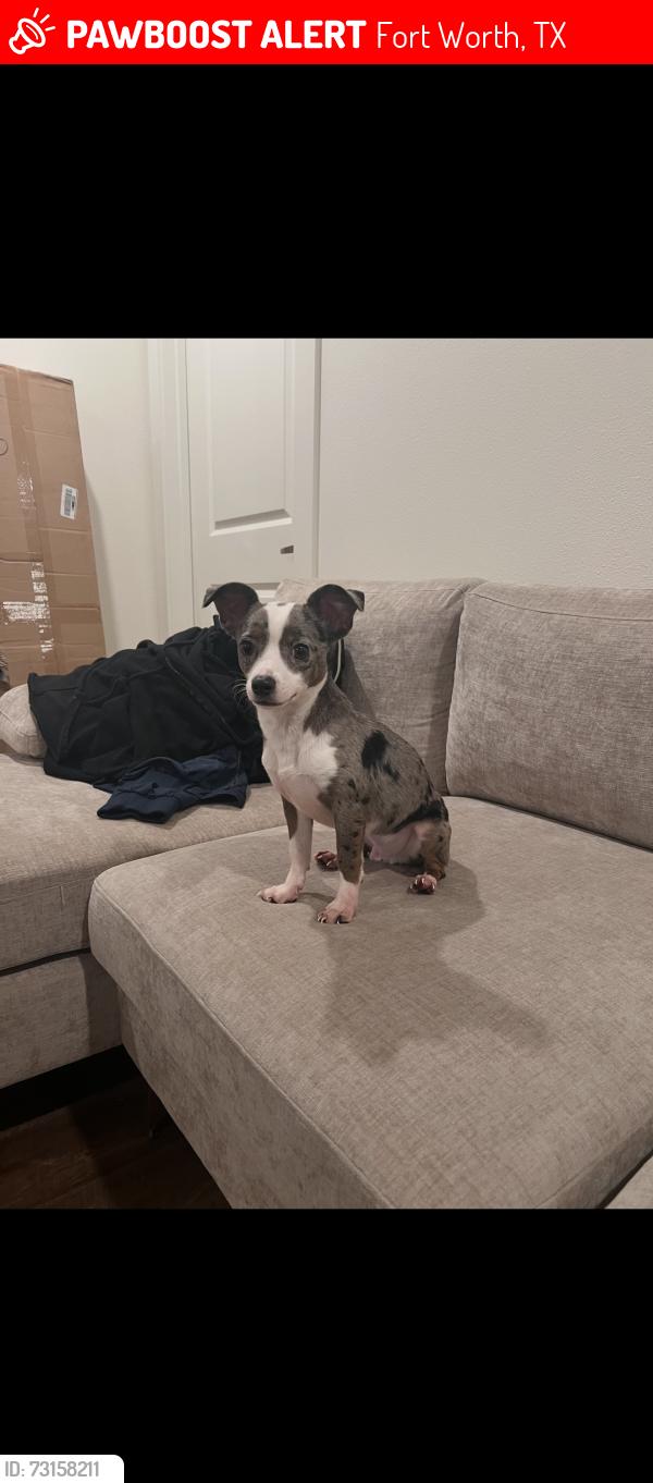 Lost Male Dog last seen By Braums, Fort Worth, TX 76133