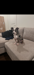 Lost Male Dog last seen By Braums, Fort Worth, TX 76133