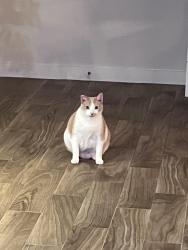 Lost Female Cat last seen Highland Knolls Dr, Katy, TX 77450