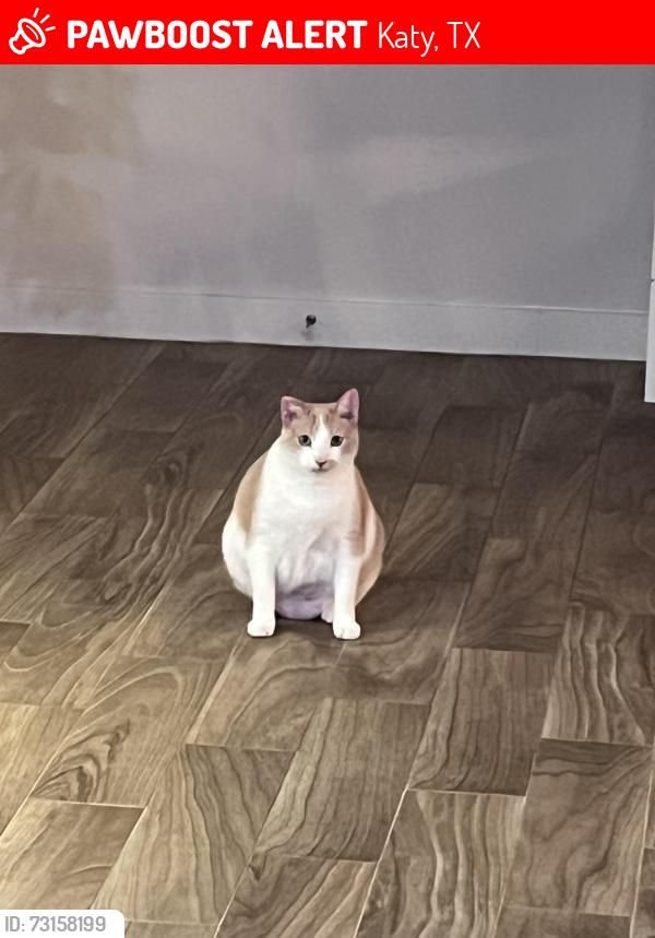 Lost Female Cat last seen Highland Knolls Dr, Katy, TX 77450