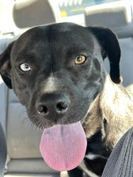 Found/Stray Female Dog last seen Oak Hills Road and Mesauite, Oak Hills, CA 92344