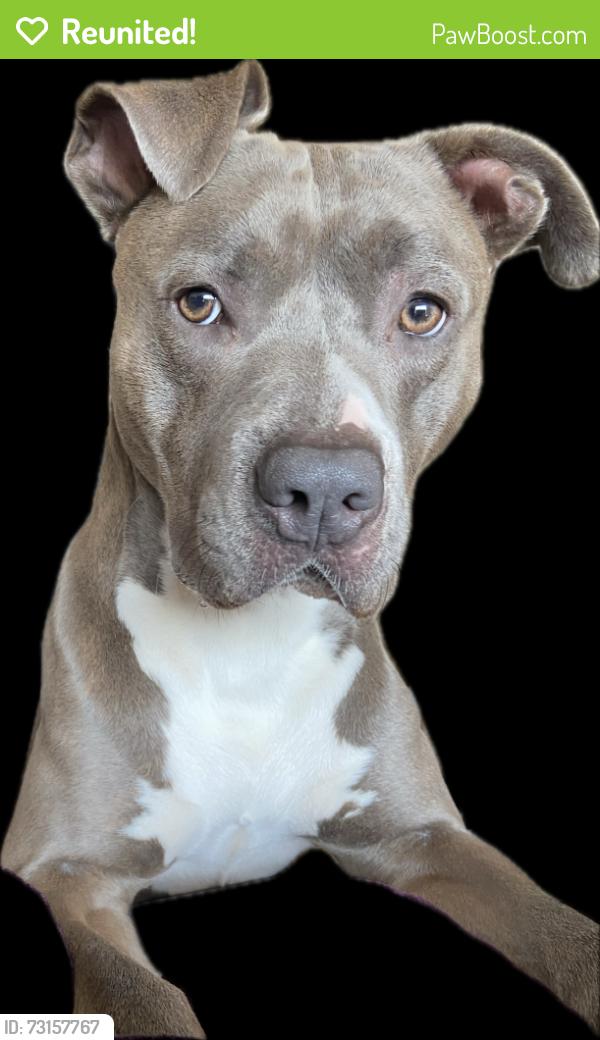 Reunited Male Dog last seen Summer Lake Rd area, Lithia Springs, GA 30122, Douglas County, GA 30122