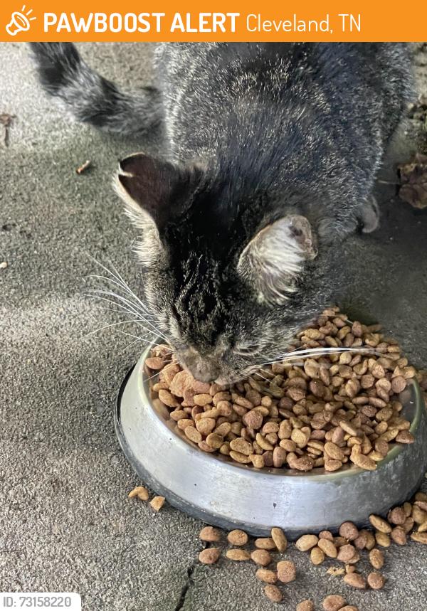 Found/Stray Male Cat last seen Brentwood Dr, Cleveland, TN 37311