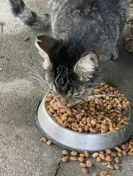 Found/Stray Male Cat last seen Brentwood Dr, Cleveland, TN 37311