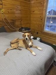 Found/Stray Male Dog last seen Horseshoe Lodge, Midland, TX 79701