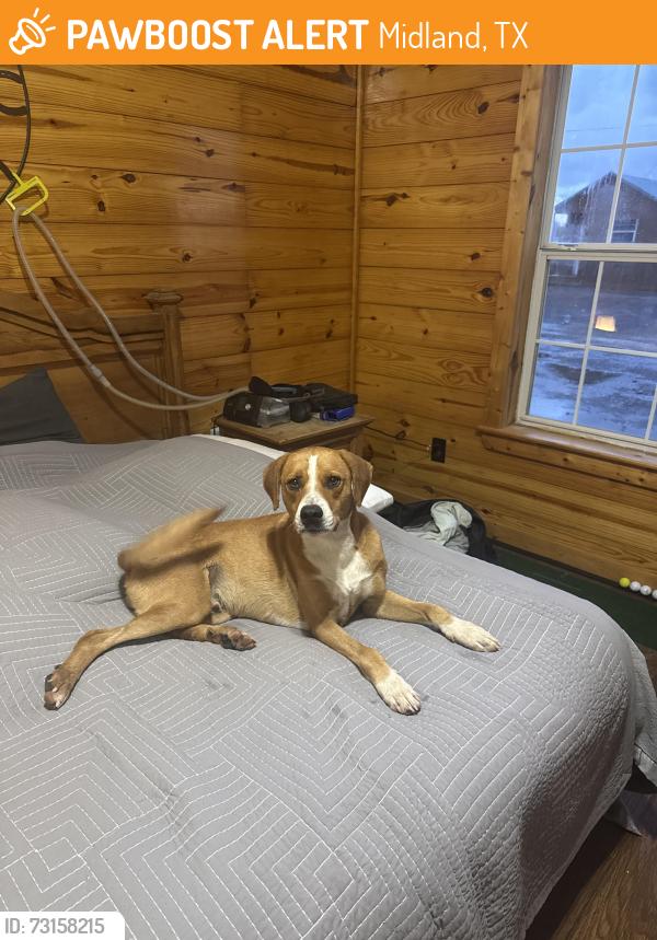 Found/Stray Male Dog last seen Horseshoe Lodge, Midland, TX 79701