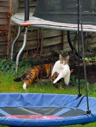 Lost Female Cat last seen Fairfield road, Worcestershire, England WR11 1HH