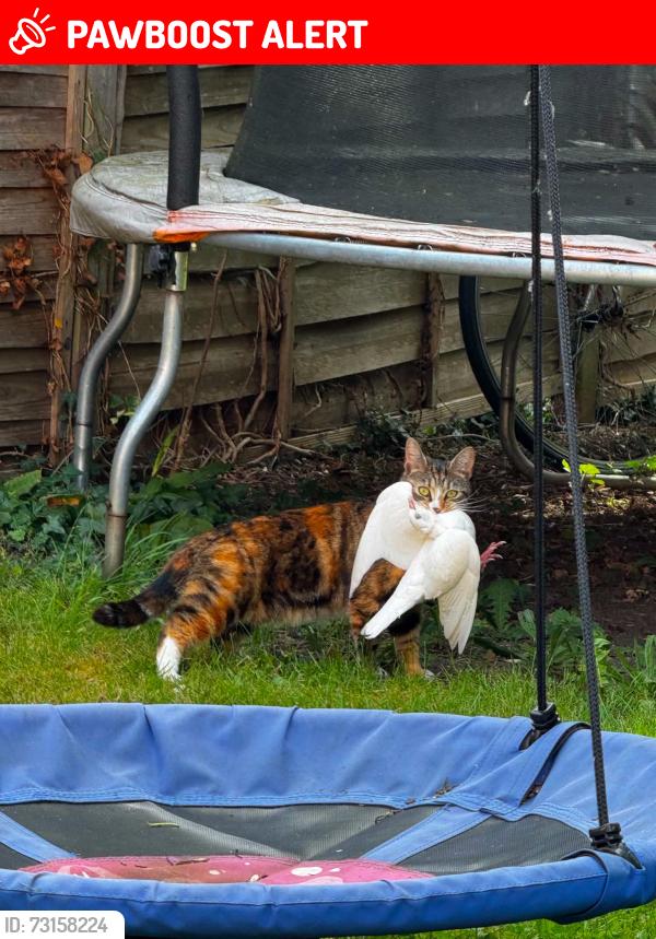 Lost Female Cat last seen Fairfield road, Worcestershire, England WR11 1HH