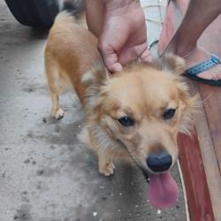 Reunited Male Dog last seen Westwood, San Diego, CA 92139