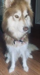Reunited Female Dog last seen Lewiston elementary, Grovetown, GA 30813