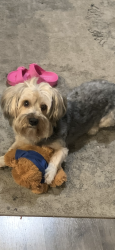 Lost Male Dog last seen Manchester, Fresno, TX 77545